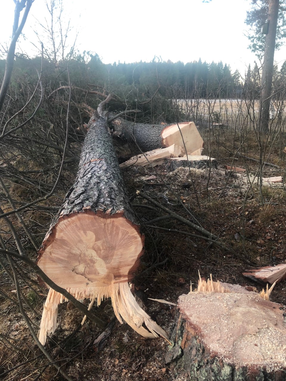 Förarbevis Vattenskoter piteå